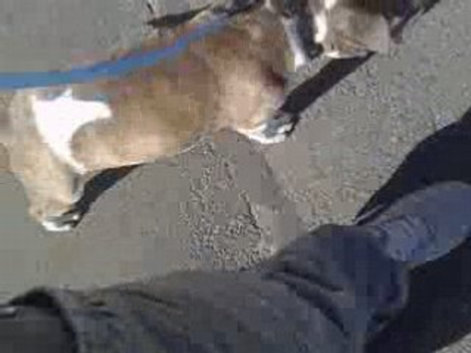 Amstaff Del'tyson 3 mois