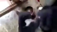 Bora Rir!  Divirta-se - Funny Pets #1  - #funny #pets #cat
