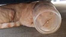 Cat Survives 5 Days Without Water With Jar On His Head