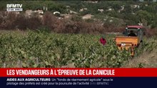 Face aux fortes chaleurs, les viticulteurs débutent les vendanges plus tôt que d'habitude