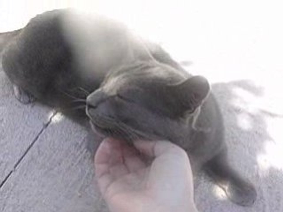 Motanel