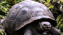 This Tortoise Was Alive Before Napoleon's Final Battle | Giant Tortoise Longevity | Deep Wildlife