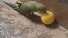 Cutie pet fighting for a boll, my Cutie pet ,