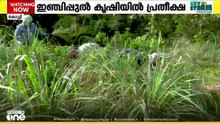 കാട്ടാന ശല്യത്തിൽ പൊറുതിമുട്ടി; ഇഞ്ചിപ്പുല്ലില്ലൂടെ അതിജീവിച്ച് വാവേലിക്കാർ; ‌പ്രതീക്ഷയുടെ പച്ചപ്പ്