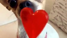 dog funny