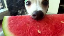 dog Cutyy