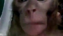 Monkey