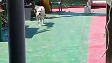 İskeledeki köpek