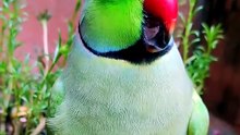 #Parrot #GreenParrot #IndianRingneck #RingneckParrot #TalkingParrot #PetParrot #ParrotLovers #CuteParrot #BirdLovers #CutePets #PetVideo #AnimalLovers #ViralVideo #TrendingNow #FunnyPets