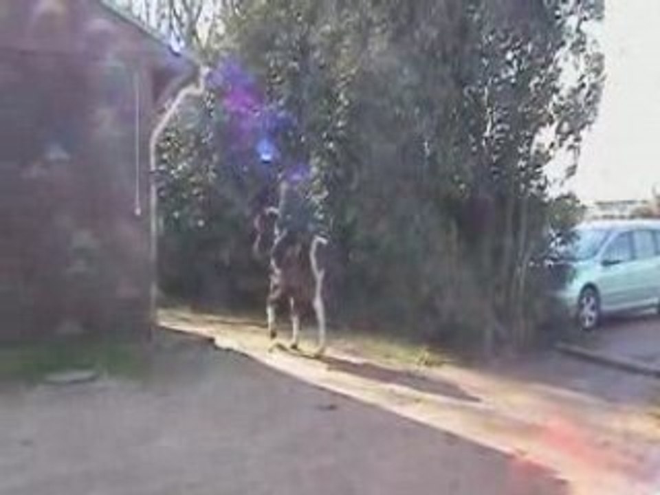 Détente concours poney du 03/02/08 4eme partie