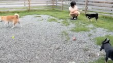 小柴あいり (FES☆TIVE) 2026-09-05 16_01 SHOWROOM