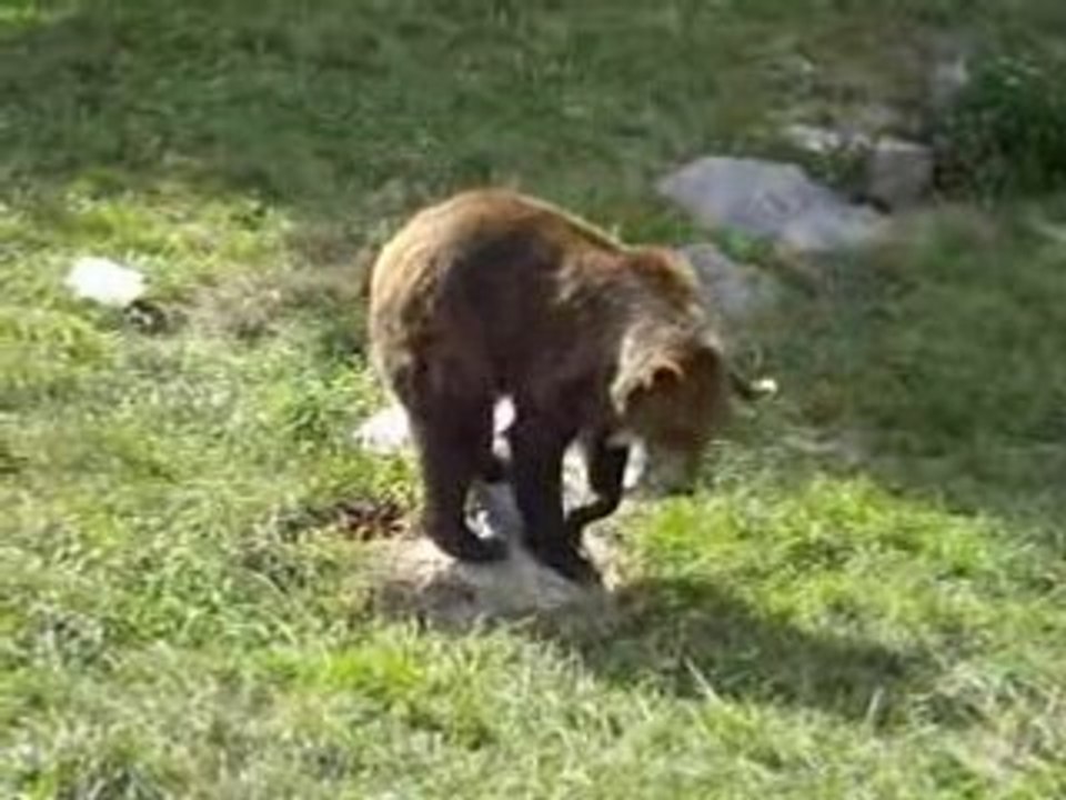 Leuh nounours qui danse.