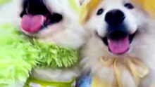 #funny_pets_animals_funny