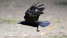 AI May Transform How Humans Understand Animals