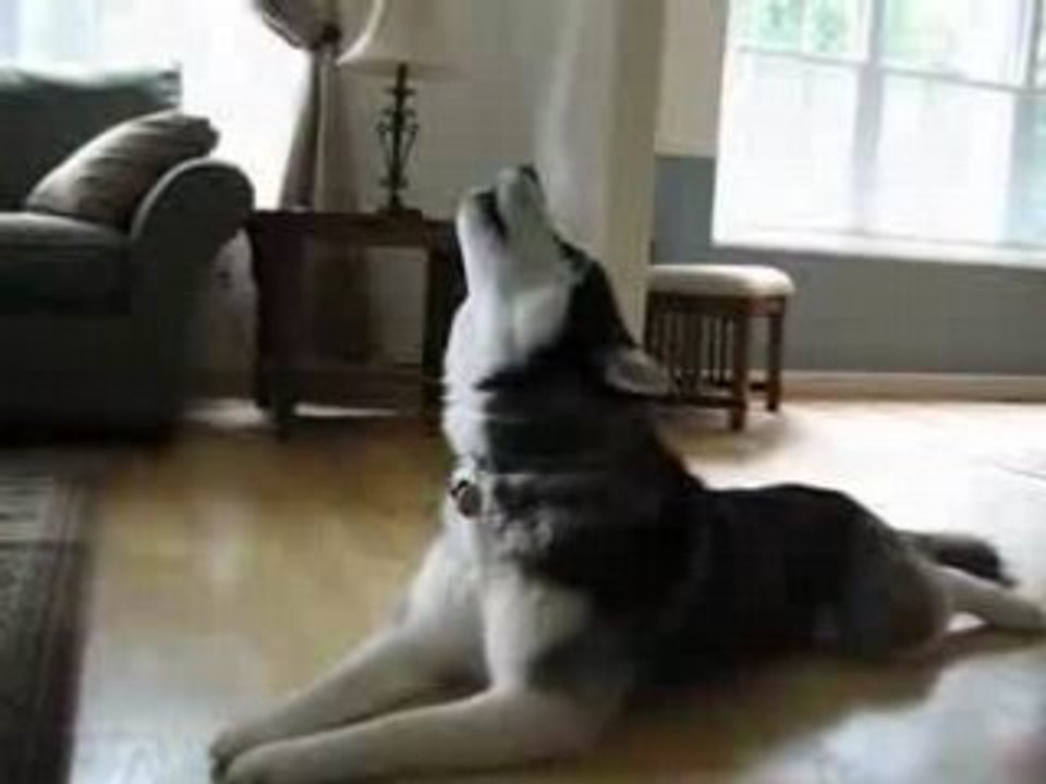 chien chantant