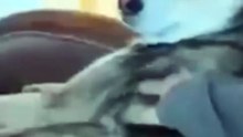Bora Rir!  Divirta-se - Funny Pets #7 - #funny #pets #cat #cats #gatinhos #animals #cute