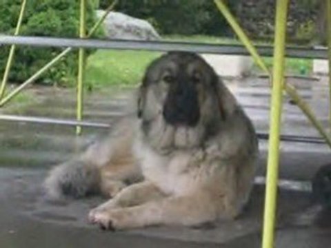 Chaïka berger de caucase fête ses 1 an