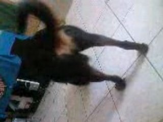 cassie la rott et sa baballe