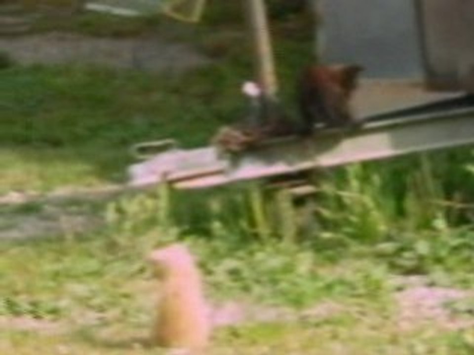Jeu de pattes