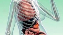 What Happened Inside Your Body When You Eat Burger During Pregnancy, Watch Full Video How Baby Growt