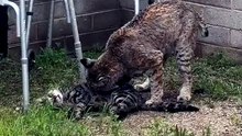 Bobcat eat cat 😼 #bobcat #eating #cat