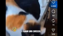 Animali doppiati the best