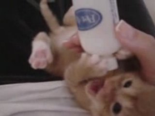CHATON AVEC UN BIBERON