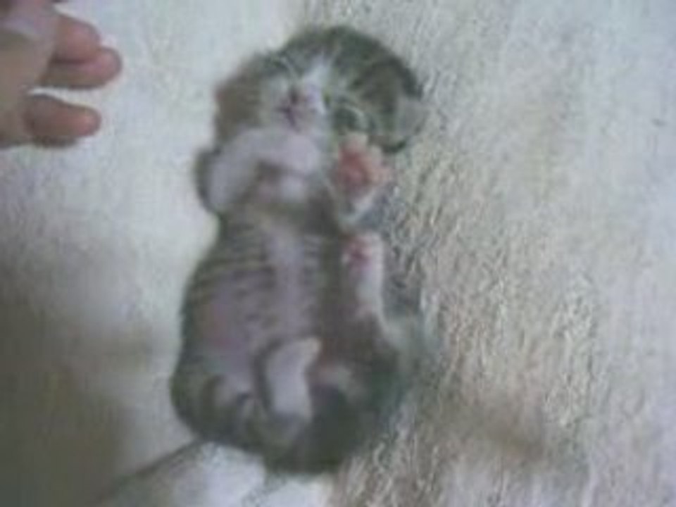 CHATON