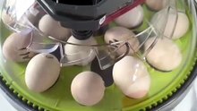 Automatic Egg Incubator – Smart Hatching Made Easy