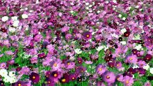 The Power Of Flowers @ How To Grow A Planet 花的力量