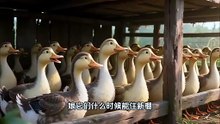 八零媳妇富农家（105集）AI短剧80s Daughter-in-Law, Rich Farmer's Family (105 episodes) AI Short Drama