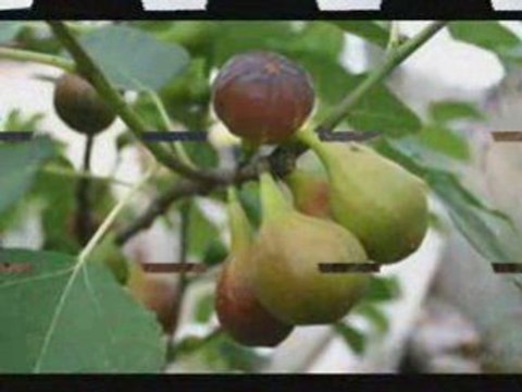 La montagnes du rif antmouth inou