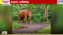 അതിരപ്പള്ളിയിൽ അവശനിലയിൽ കണ്ടെത്തിയിരുന്ന കാട്ടാന ചരിഞ്ഞു