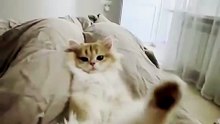 Yo en mi casita ignorando al trabajo
