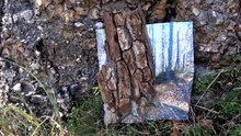 "The Lines Of The Forest" by The Founder Mihaela Pleşca
