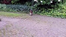 Cats don`t like wind :) #cats #catlovers #funnycats