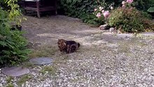 What a beautiful cat! #cat #funnycats #catlovers