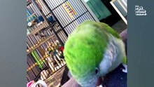 Birds That REALLY Know How to Talk 😂🦜 #TalkingPets #ParrotVideos#Funny