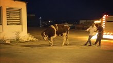 Sahibinin elinden kaçan dana güçlükle yakalandı
