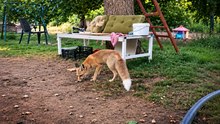 Tavuğunu yiyen tilkiye ‘utanmıyor musun?’ tepkisi
