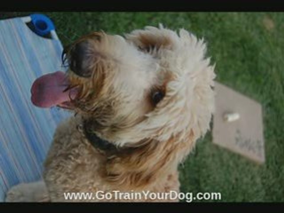 Dog Training Camp San Dieog & Temecula