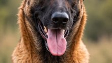 7 cosas que no sabías del Malinois 🤯🐕