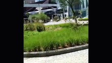Building Outdoor View | TikTok Style Motion Video (Voiceover & Music)