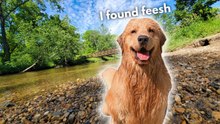 Golden Retriever Tucker Loves Swimming in the River