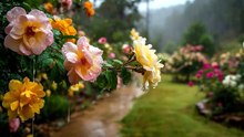 Bruit de Pluie Printanière & Piano Doux _ Ambiance Cosy pour Étudier et se Concentrer 🌧️🌸