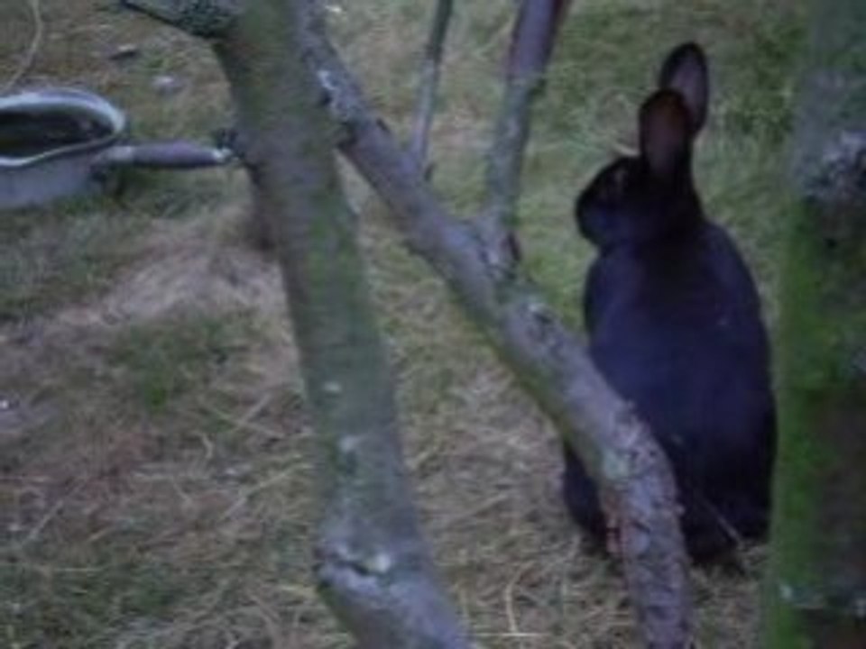 Lapins....