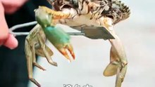Mata tembus laut! Pemuda miskin lihat harta karun, abalon dan lobster buru-buru masuk jaring [Best Quality]
