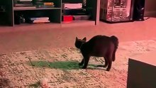 cute funny pets 🔥 Top Amazing Moments 💯