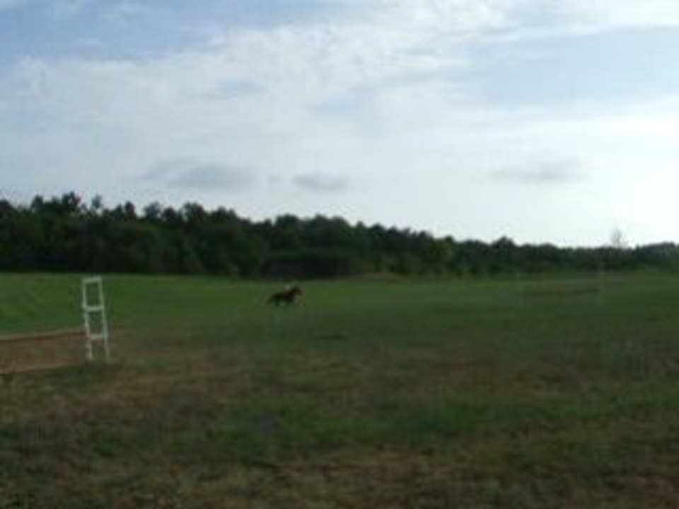 Un trotteux qui galope !!!