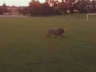 mon cane corso d amour